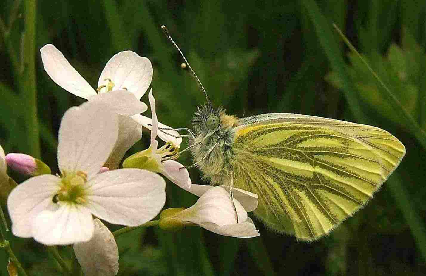 Pieris napi Pieris napi